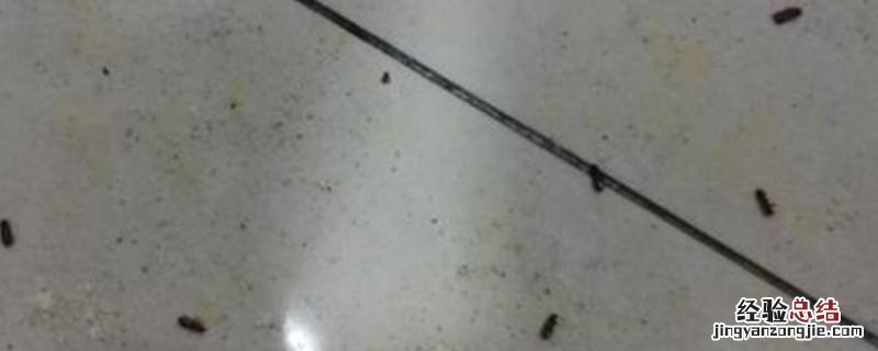 墙上发霉出现很多小虫子怎么除去它 墙上发霉出现很多小虫子怎么除去