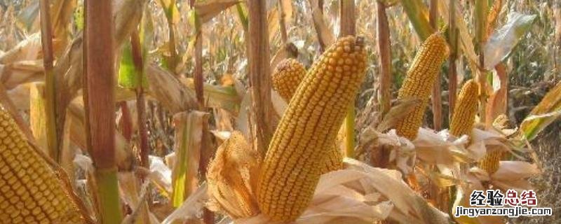 迪卡c2235玉米种子积温 迪卡c1563种子积温,附简介