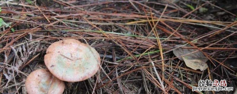 枞菌介绍 枞菌人工种植技术，枞菌是发物吗