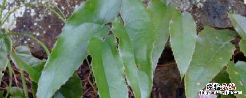 霪羊藿种植每亩成本，附种植方法 霪羊藿种植每亩地产多少斤