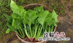 鸡蛋菠菜汤的家常做法 菠菜汤的家常做法