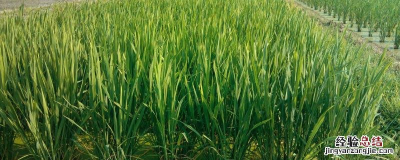 有收无收在于水收多收少在于肥这说明植物生长需要，收多收少在于肥的生理生态学意义