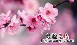 腊梅的传说故事 蜡梅的传说