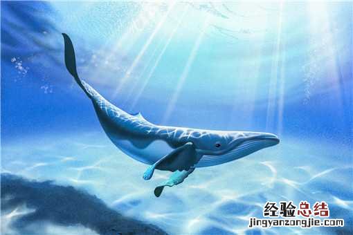 65吨抹香鲸搁浅死亡被做成标本!具体怎么回事?附详情!