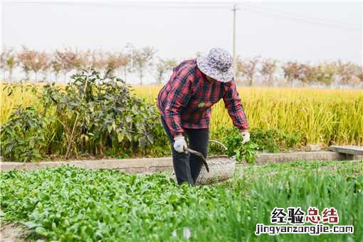 荠菜的功效与作用是什么意思 荠菜的功效与作用是什么