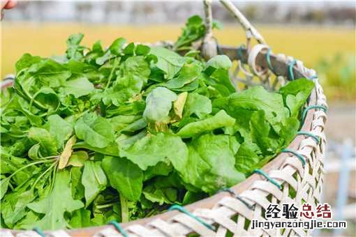荠菜的功效与作用是什么意思 荠菜的功效与作用是什么
