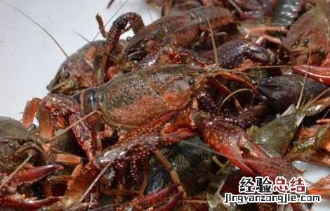 小龙虾冬季养殖的注意事项 小龙虾冬季养殖的注意事项是什么