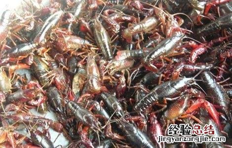 小龙虾冬季养殖的注意事项 小龙虾冬季养殖的注意事项是什么