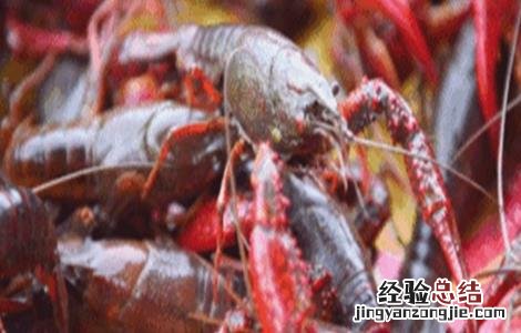 小龙虾冬季养殖的注意事项 小龙虾冬季养殖的注意事项是什么
