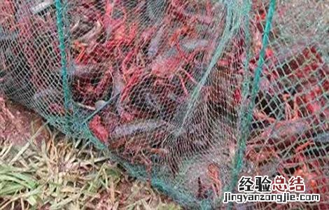 小龙虾冬季养殖的注意事项 小龙虾冬季养殖的注意事项是什么