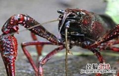 小龙虾冬季养殖的注意事项 小龙虾冬季养殖的注意事项是什么