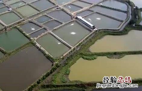 草虾怎么养殖 草虾怎么养殖视频
