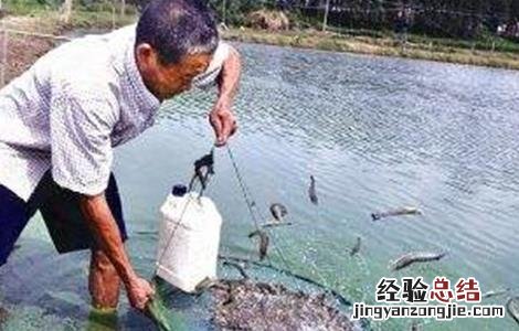 草虾怎么养殖 草虾怎么养殖视频