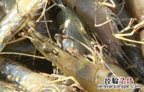 草虾怎么养殖 草虾怎么养殖视频