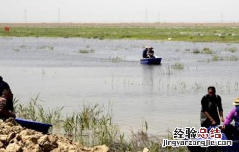 草虾怎么养殖 草虾怎么养殖视频