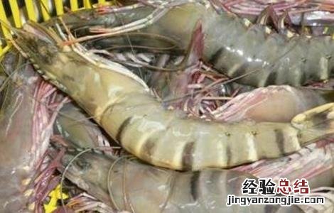 草虾怎么养殖 草虾怎么养殖视频