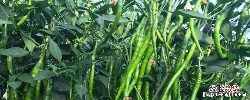线椒露地种植一亩地产多少公斤 线椒露地种植技术,种植后如何管理