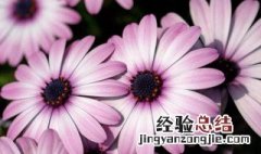 南非万寿菊修剪方法图解 南非万寿菊修剪方法