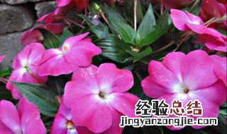 凤仙花是怎么繁殖后代的 凤仙花的繁殖是靠什么