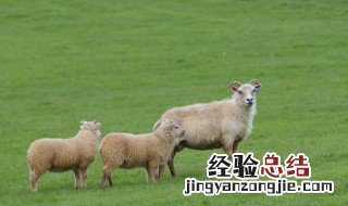 羊一年可以繁殖几次 羊几个月生小羊