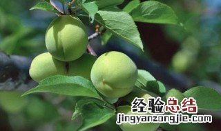 怎么样的梅子 怎么挑梅子
