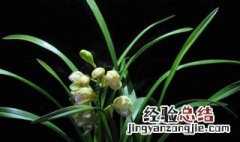 兰花组培和老种的区别 兰花组培和老种的区别图片