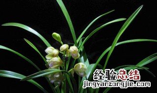 兰花组培和老种的区别 兰花组培和老种的区别图片