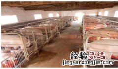 母猪一般可以养几年寿命 母猪一般可以养几年