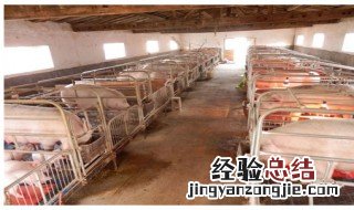母猪一般可以养几年寿命 母猪一般可以养几年