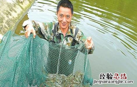淡水养殖南美白对虾需要注意什么 养殖南美白对虾的注意事项