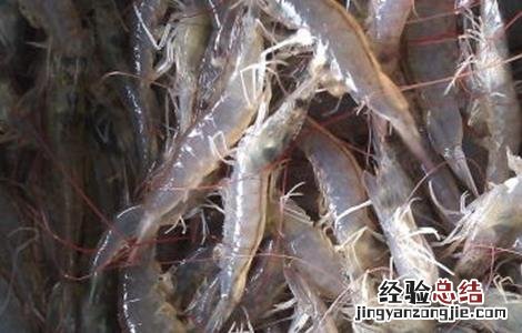 淡水养殖南美白对虾需要注意什么 养殖南美白对虾的注意事项