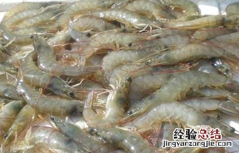 淡水养殖南美白对虾需要注意什么 养殖南美白对虾的注意事项