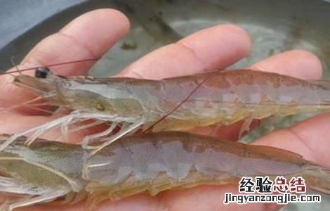 淡水养殖南美白对虾需要注意什么 养殖南美白对虾的注意事项