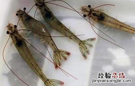 南美白对虾保苗期 南美白对虾苗期的管理方法