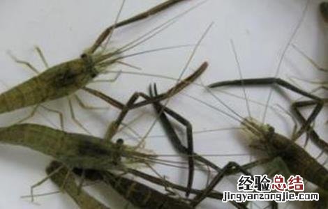 南美白对虾保苗期 南美白对虾苗期的管理方法