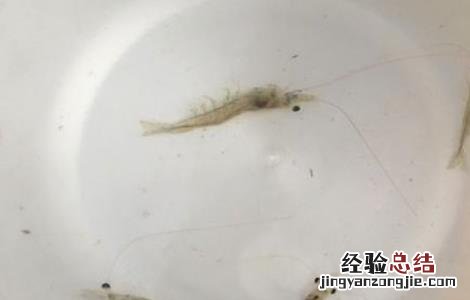 南美白对虾保苗期 南美白对虾苗期的管理方法