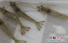 南美白对虾保苗期 南美白对虾苗期的管理方法
