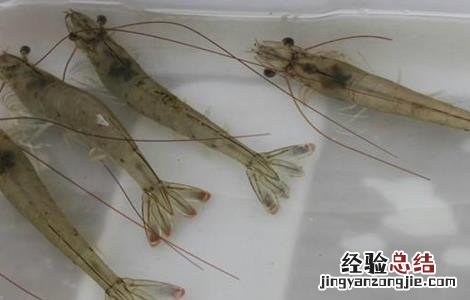 南美白对虾保苗期 南美白对虾苗期的管理方法