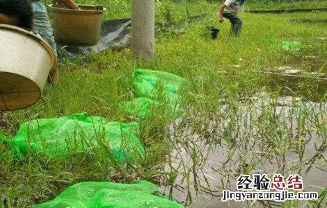 养殖龙虾需要什么条件呢 养殖龙虾需要什么条件