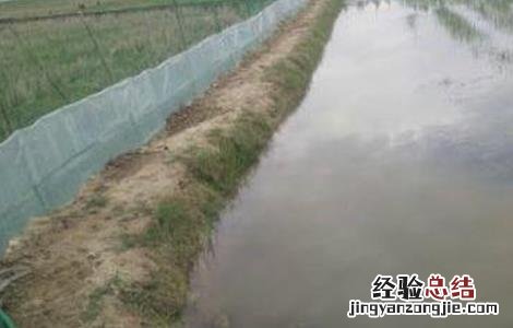 养殖龙虾需要什么条件呢 养殖龙虾需要什么条件