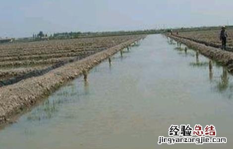 养殖龙虾需要什么条件呢 养殖龙虾需要什么条件