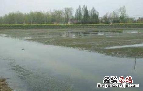 养殖龙虾需要什么条件呢 养殖龙虾需要什么条件