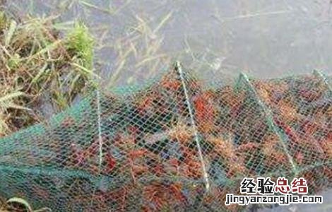 小龙虾养殖关键技术 小龙虾养殖的关键点