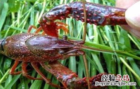 小龙虾养殖关键技术 小龙虾养殖的关键点