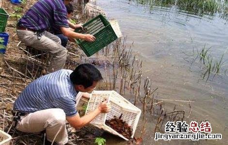 小龙虾养殖关键技术 小龙虾养殖的关键点