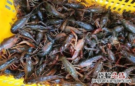 小龙虾养殖关键技术 小龙虾养殖的关键点