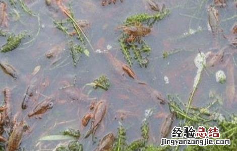 小龙虾养殖关键技术 小龙虾养殖的关键点