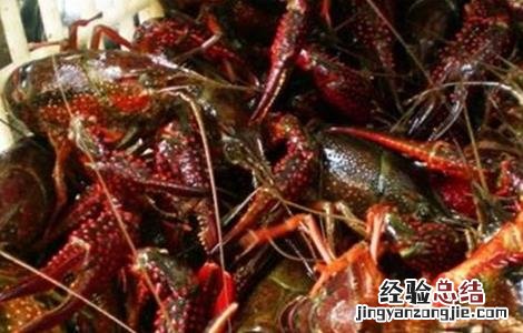 小龙虾养殖关键技术 小龙虾养殖的关键点
