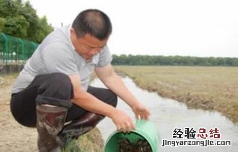 小龙虾养殖难吗 养殖小龙虾难在哪里