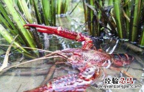 小龙虾养殖难吗 养殖小龙虾难在哪里